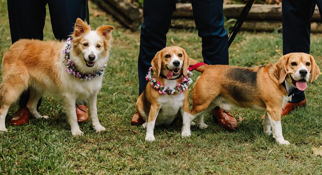 Dogs at Weddings Ideas